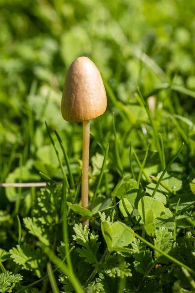 Forest Brown Mushroom Natural Background High Quality Photo — kuvapankkivalokuva
