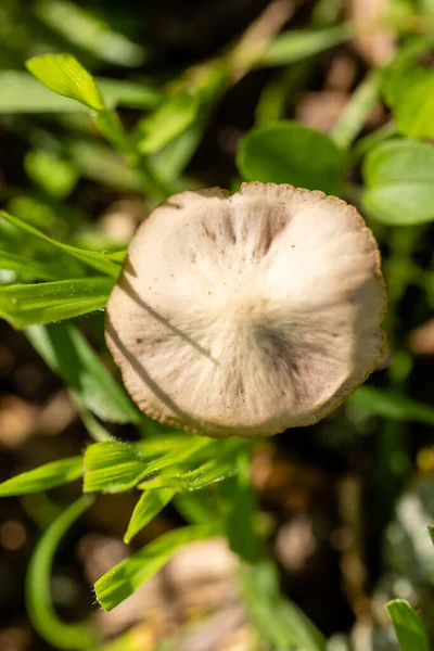 Forest Brown Mushroom Natural Background High Quality Photo — Stock Fotó