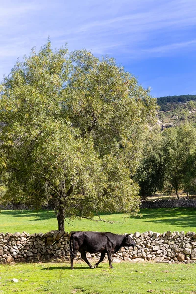Αγελάδες Που Βόσκουν Κοντά Στον Ποταμό Cofio Στα Βουνά Guadarrama — Φωτογραφία Αρχείου