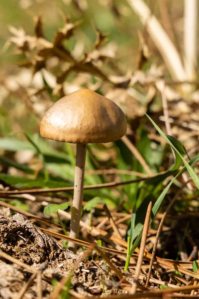 Forest Brown Mushroom Natural Background High Quality Photo — ストック写真