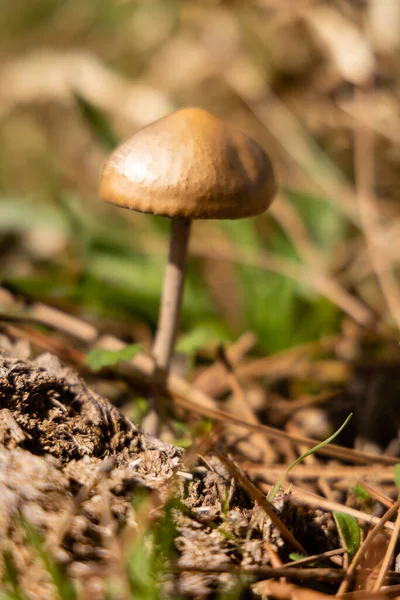 Forest Brown Mushroom Natural Background High Quality Photo — ストック写真