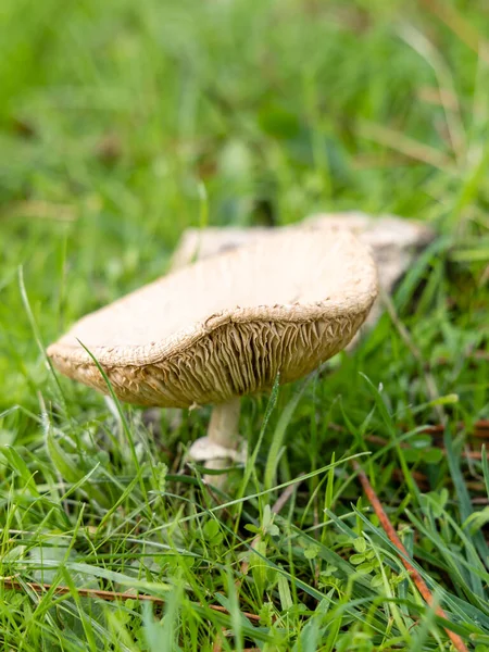 Forest Brown Mushroom Natural Background High Quality Photo — Fotografia de Stock