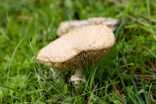 Forest Brown Mushroom Natural Background High Quality Photo — Foto de Stock