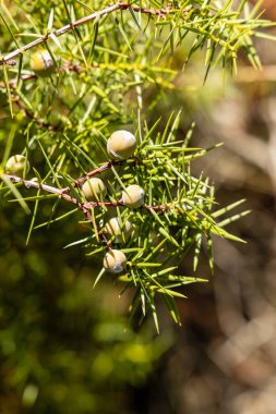 Juniperus communis. Şifalı bitki ve yemyeşil ağaç - yaygın ardıç ağacı