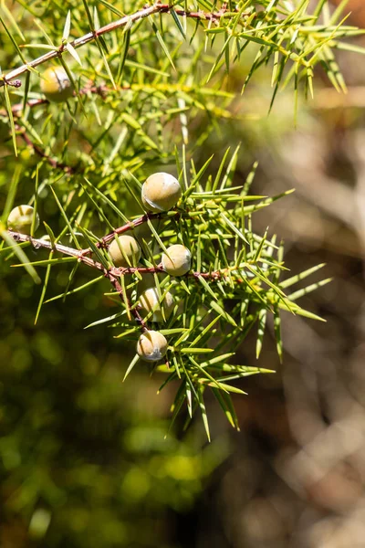 Juniperus Komunikuje Się Roślina Lecznicza Wiecznie Zielone Drzewo Jałowiec Pospolity — Zdjęcie stockowe