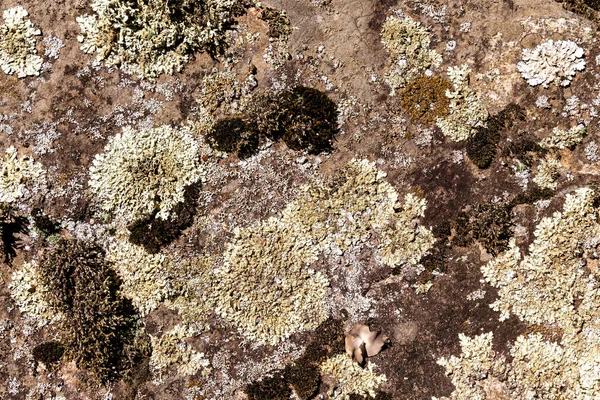 Rochers Couverts Mousse Lichen Dans Les Montagnes Guadarrama Madrid — Photo