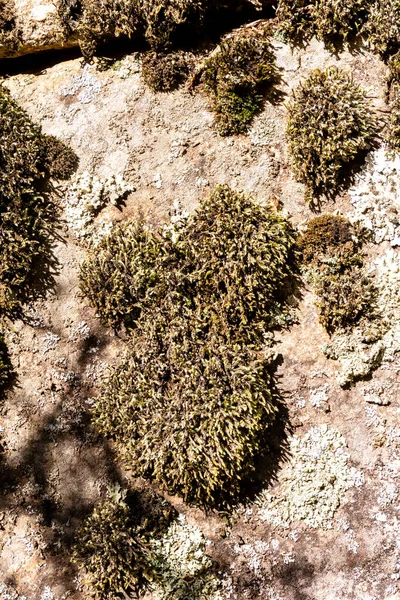 Rocce Ricoperte Muschio Licheni Nelle Montagne Guadarrama Madrid — Foto Stock