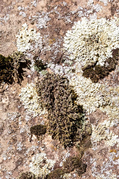Rocce Ricoperte Muschio Licheni Nelle Montagne Guadarrama Madrid — Foto Stock