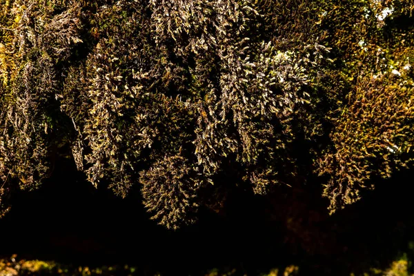 Породы Покрытые Мхом Лишайником Горах Гуадарама Мадриде — стоковое фото