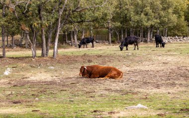 Madrid, Sierra de Guadarrama 'da otlayan inekler, sonbaharın ilk renkleriyle