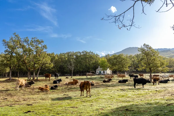 Αγελάδες Βόσκησης Στο Sierra Guadarrama Μαδρίτη Πρώτα Χρώματα Του Φθινοπώρου — Φωτογραφία Αρχείου