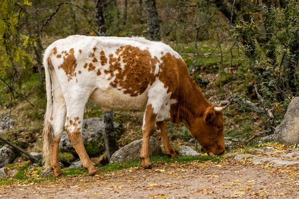 Vacas Pastando Serra Guadarrama Madri Com Primeiras Cores Outono — Fotografia de Stock