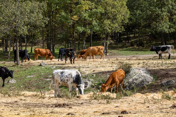 Vacas Pastando Sierra Guadarrama Madrid Con Los Primeros Colores Del — Foto de Stock
