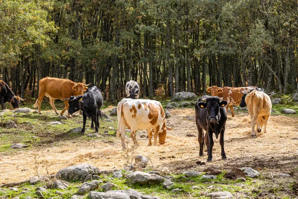 Pâturage Des Vaches Dans Sierra Guadarrama Madrid Avec Les Premières — Photo