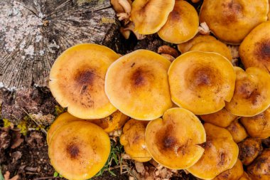 Madrid 'deki Sierra de Guadarrama dağlarında yabani mantarlar