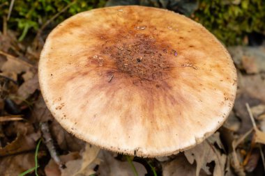 Madrid 'deki Sierra de Guadarrama dağlarında yabani mantarlar