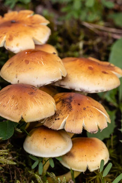 Cogumelos Selvagens Nas Montanhas Serra Guadarrama Madrid — Fotografia de Stock