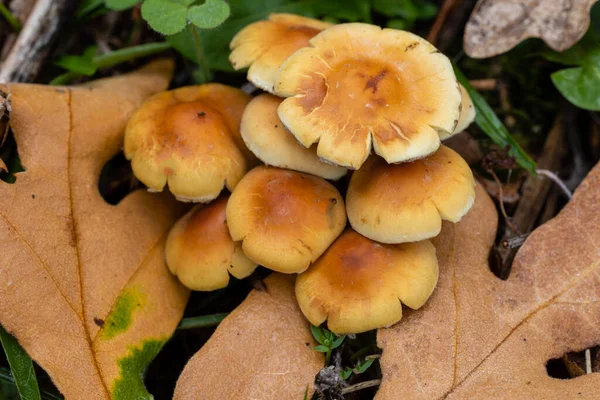 Wild Mushrooms Mountains Sierra Guadarrama Madrid — Stock Photo, Image