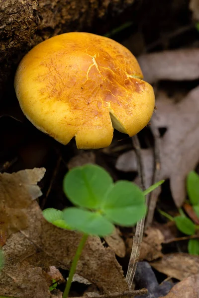 马德里Guadarrama山脉的野生蘑菇 — 图库照片