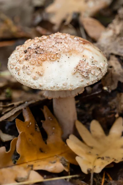 Cogumelos Selvagens Nas Montanhas Serra Guadarrama Madrid — Fotografia de Stock