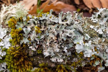 Sıradan mavi liken. Ormandaki bir meşe dalında mavi liken..