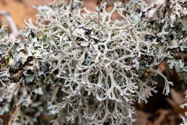 Sıradan mavi liken. Ormandaki bir meşe dalında mavi liken..