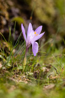 Madrid 'deki Sierra de Guadarrama dağlarında Colchicum güz çiçekleri