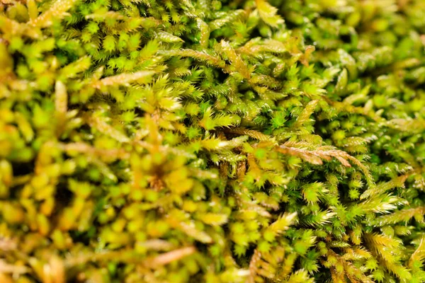 stock image rocks covered with moss and lichen in Guadarrama mountains in Madrid