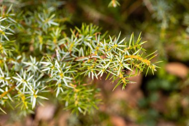 Juniperus communis. Şifalı bitki ve yemyeşil ağaç - yaygın ardıç ağacı