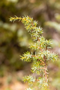 Juniperus communis. Şifalı bitki ve yemyeşil ağaç - yaygın ardıç ağacı