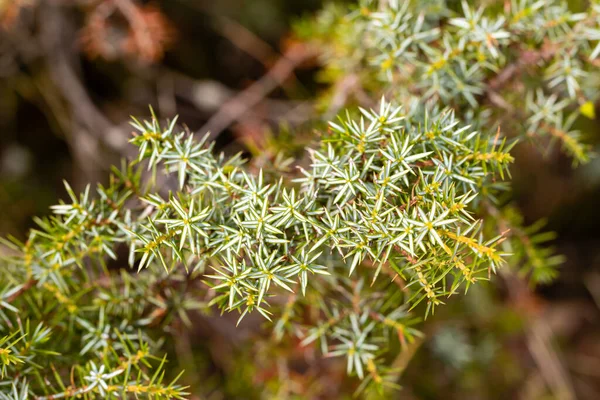 Juniperus communis. Şifalı bitki ve yemyeşil ağaç - yaygın ardıç ağacı