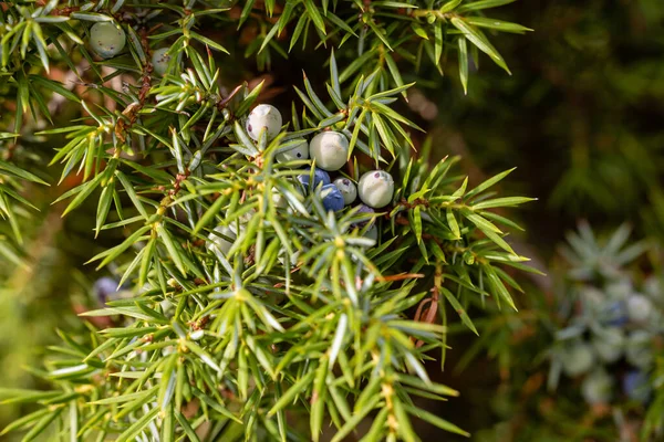 Juniperus Communis Medicinal Plant Evergreen Tree Common Juniper — Stock Photo, Image