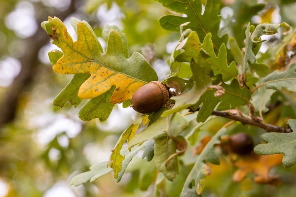 Dębowe Żołędzie Gałęzi Drzewa Wczesną Jesienią Górach Madrytu — Zdjęcie stockowe