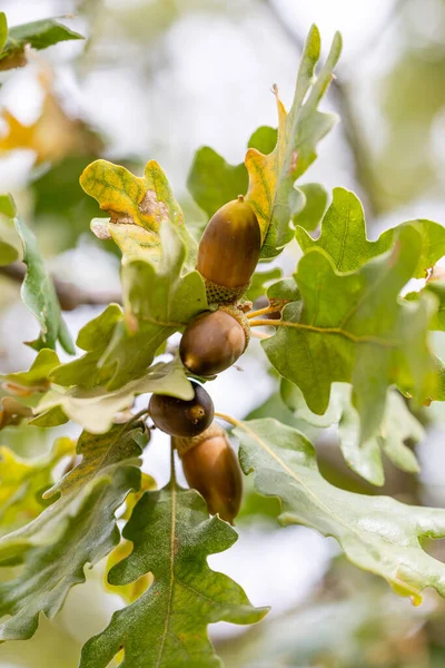 stock image oak acorns on the tree branch in early autumn in the mountains of Madrid