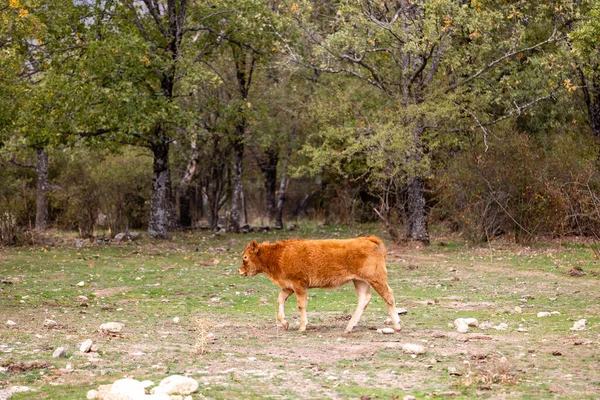 在马德里瓜德拉马山脉吃草的奶牛 秋天的第一批颜色 — 图库照片