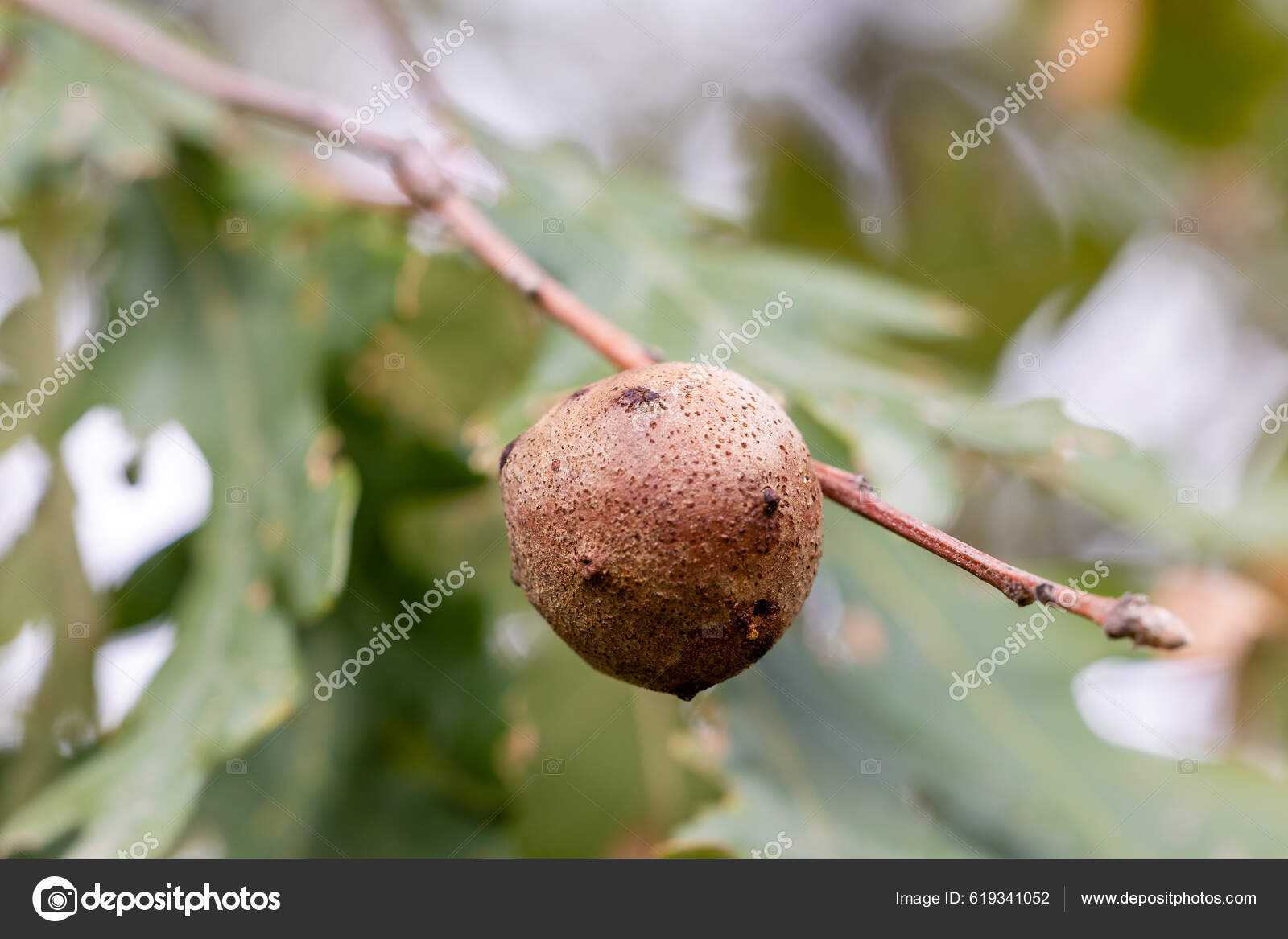 Oak Galls Tree Branch Guadarrama Mountains Madrid Stock Photo by ...