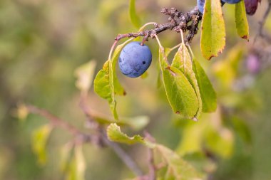 Madrid 'in Guadarrama dağlarında yabani kara diken meyveleri