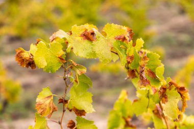İspanya 'nın Avila ilinde sonbaharda toplanan üzüm bağları