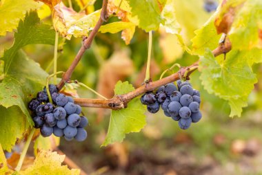 İspanya 'nın Avila ilinde sonbaharda toplanan üzüm bağları