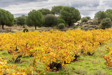 İspanya 'nın Avila ilinde sonbaharda toplanan üzüm bağları