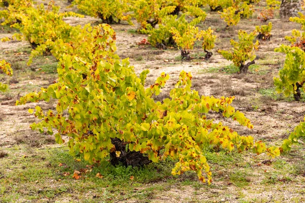 Виноградники Восени Щойно Зібрані Провінції Авіла Іспанія — стокове фото
