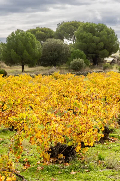Vinhas Outono Recém Colhidas Província Ávila Espanha — Fotografia de Stock