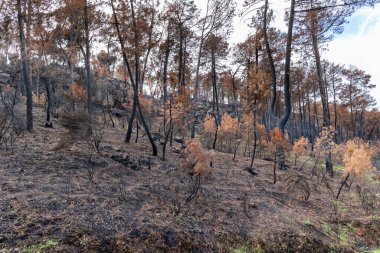 İspanya 'nın Avila ilindeki Hoyo de Pinares kasabasında çıkan yangınlardan sonra,