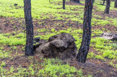 İspanya 'nın Avila ilindeki Hoyo de Pinares kasabasında çıkan yangınlardan sonra,