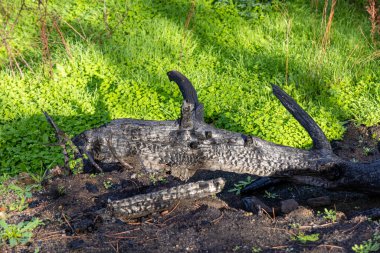 İspanya 'nın Avila ilindeki Hoyo de Pinares kasabasında çıkan yangınlardan sonra,