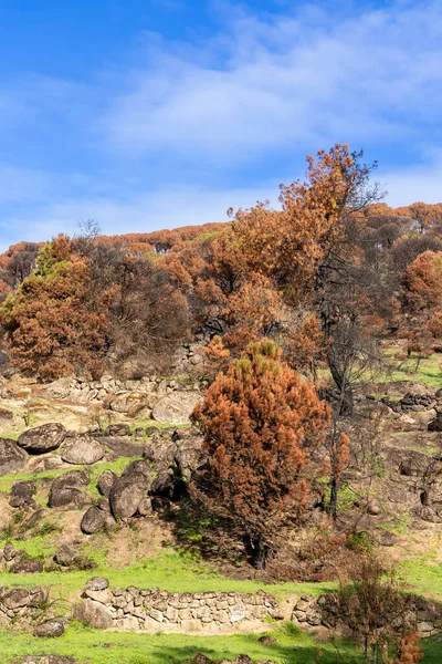 Paisaje Quemado Después Recientes Incendios Pueblo Hoyo Pinares Provincia Ávila —  Fotos de Stock