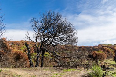 İspanya 'nın Avila ilindeki Hoyo de Pinares kasabasında çıkan yangınlardan sonra,