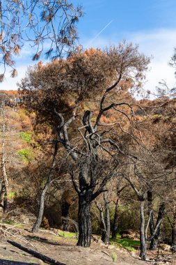 İspanya 'nın Avila ilindeki Hoyo de Pinares kasabasında çıkan yangınlardan sonra,