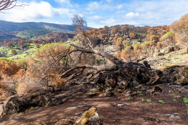 İspanya 'nın Avila ilindeki Hoyo de Pinares kasabasında çıkan yangınlardan sonra,