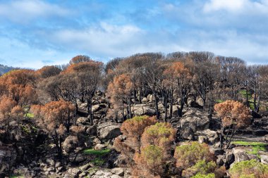 İspanya 'nın Avila ilindeki Hoyo de Pinares kasabasında çıkan yangınlardan sonra,